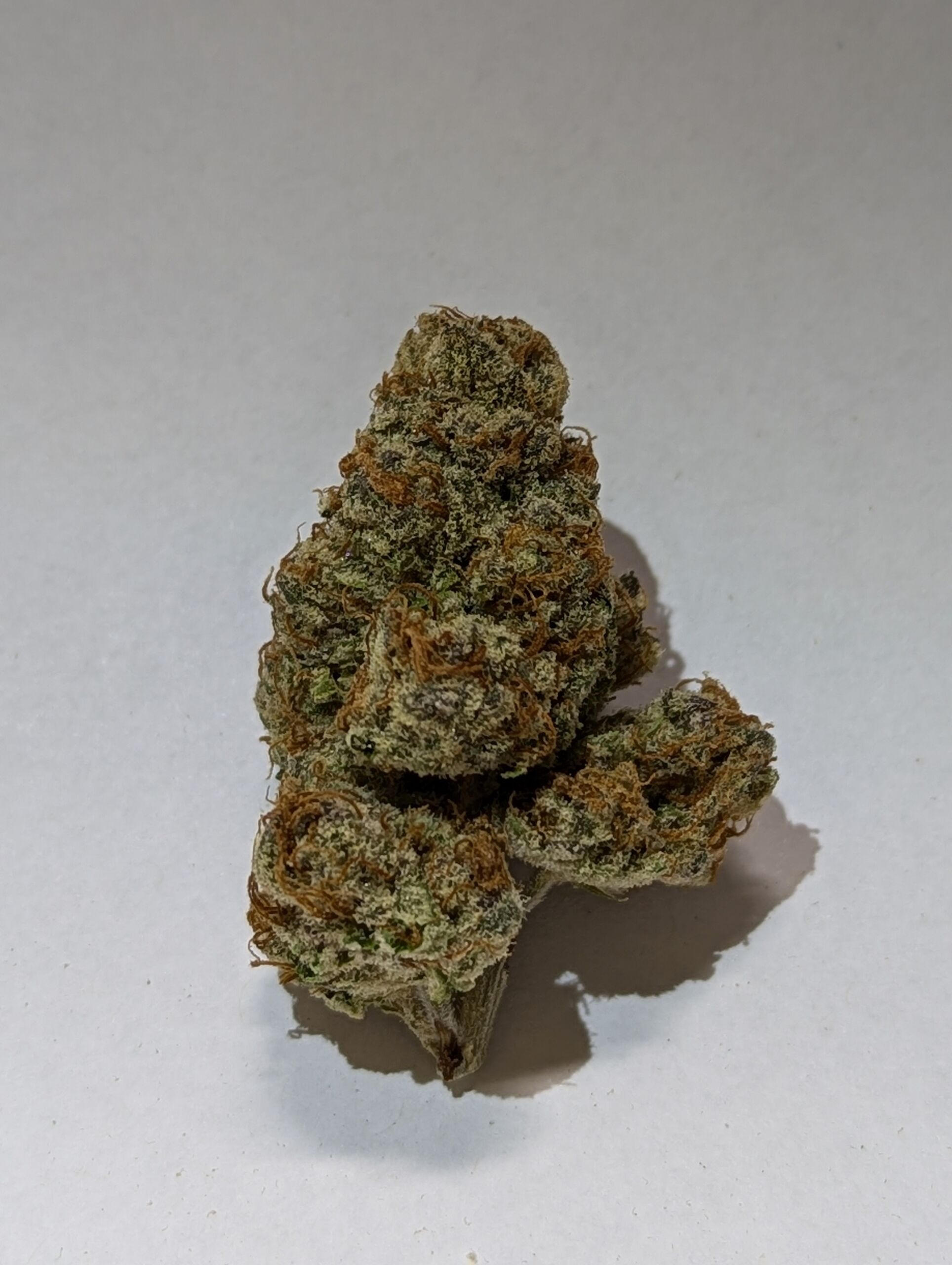 Flower_Purple Punch (1)
